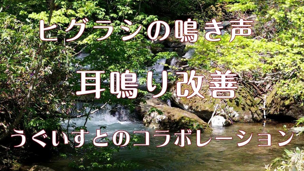 【耳鳴り治療音】耳鳴りに効果大 ヒグラシの鳴き声とうぐいすとのコラボレーション