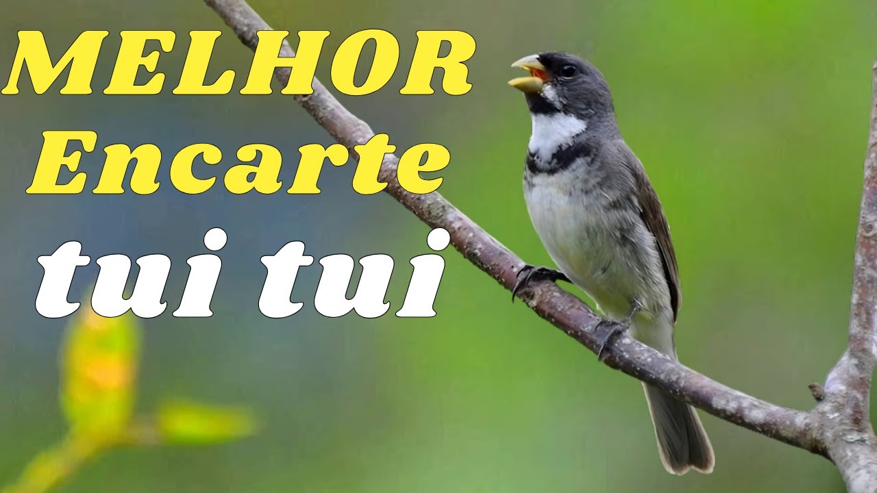 🔴MELHOR CANTO COLEIRO TUI TUI PARA ENCARTE DE COLEIRO🔴🔴 ESQUENTE SEU COLEIRO PARDO 🔴