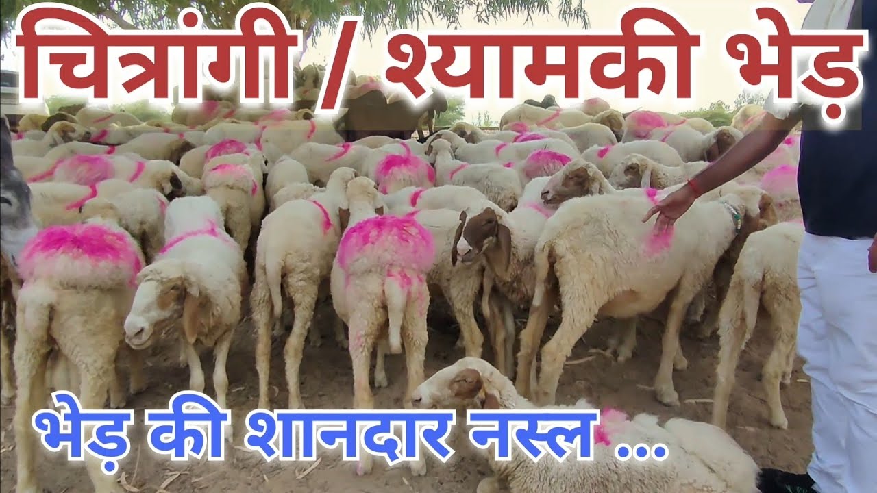 श्यामकी भेड़ मुनाफे का सौदा // Sheep Farming 👍 भेड़ पालन #farming #sheep #profitable #buisness #farm