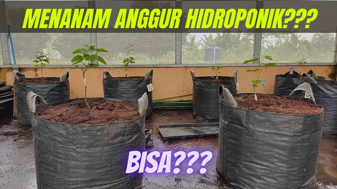 Cara Menanam Anggur Hidroponik | Step-step Cara Menanam Anggur Hidroponik | Agar Berbuah Lebat