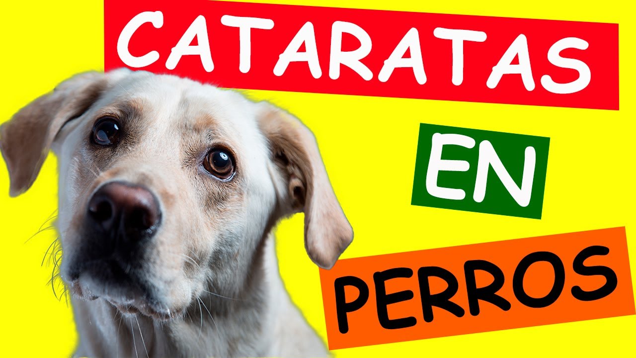 CATARATAS EN PERROS: Recupera la Visión y la Felicidad de tu Compañero Canino