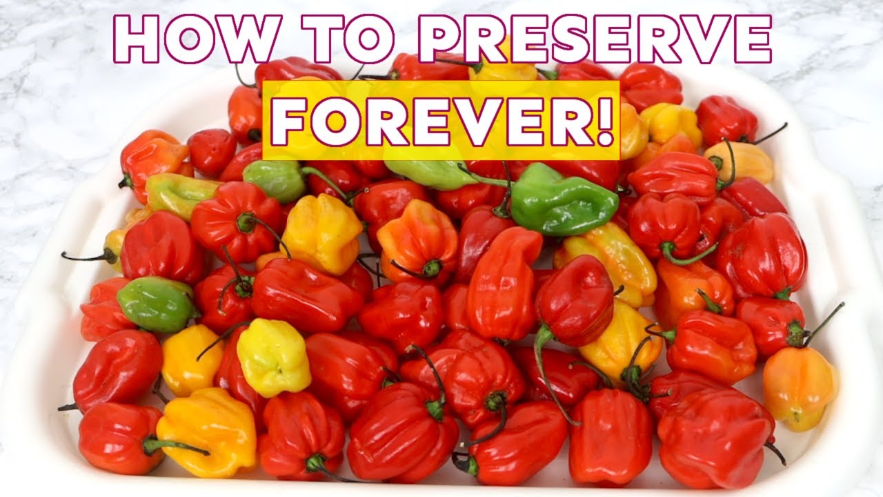 SCOTCH BONNET - How to Preserve SCOTCH BONNET for as Long as You WISH | Plus Tips on How to Use