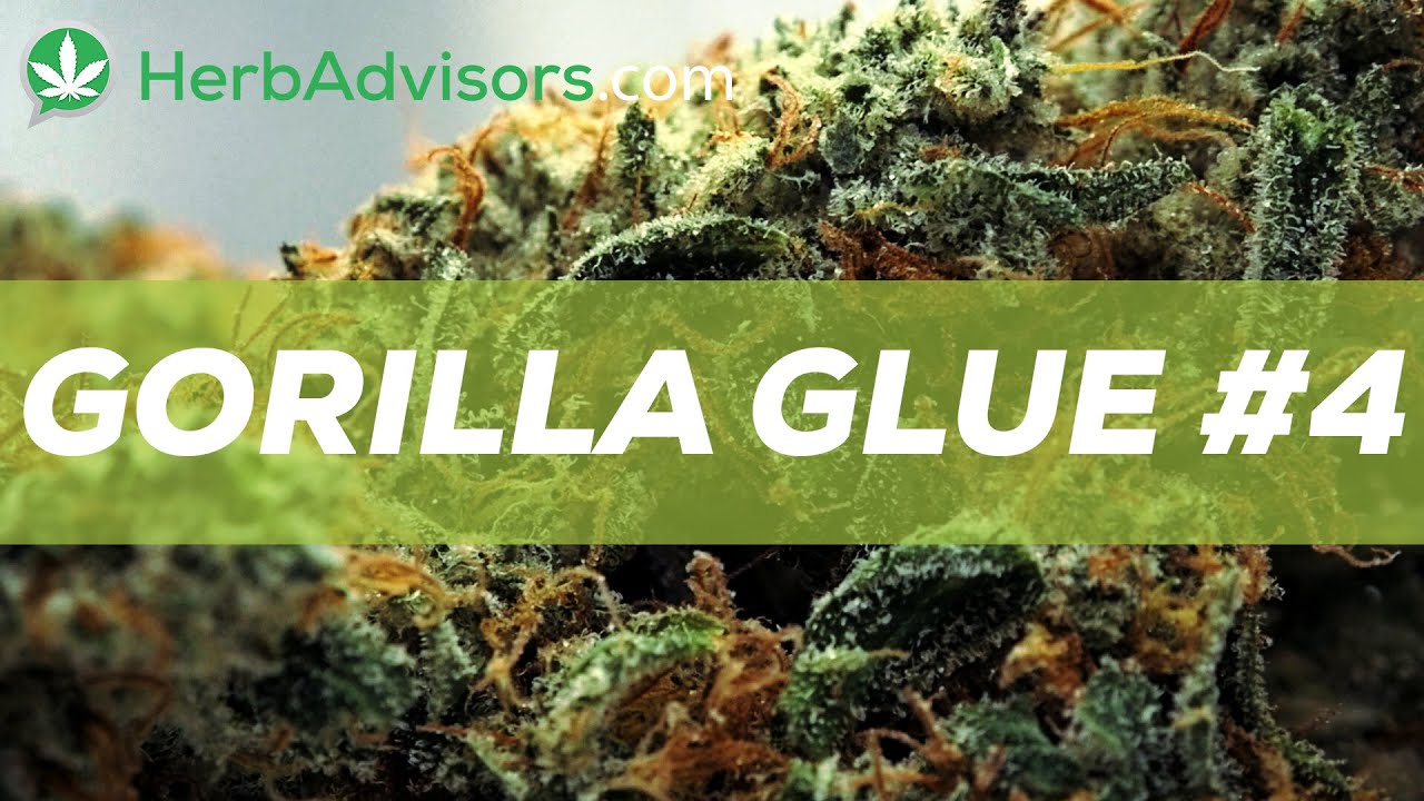 Gorilla Glue #4 Canabis Strain Review - by HerbAdvisors.com