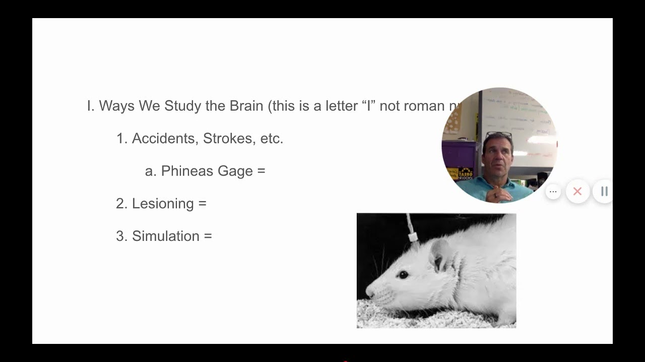 Neuroscience   Ways to Study the Brain   Google Slides