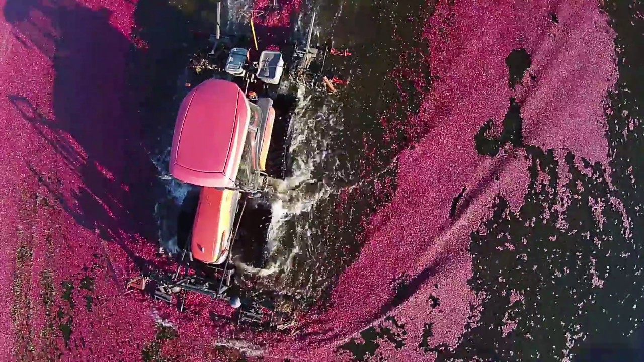 Amazing look at a Cranberry Harvest filmed by drone.  Lake Nakomis 2015