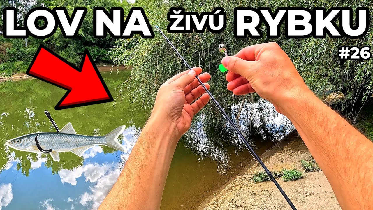 Lov na Živú Rybku 🐋 rieka + Liptovská Mara ⛅ lov Zubáča - Candáta 🎣 + Šťuky - Štiky cez leto ! #26