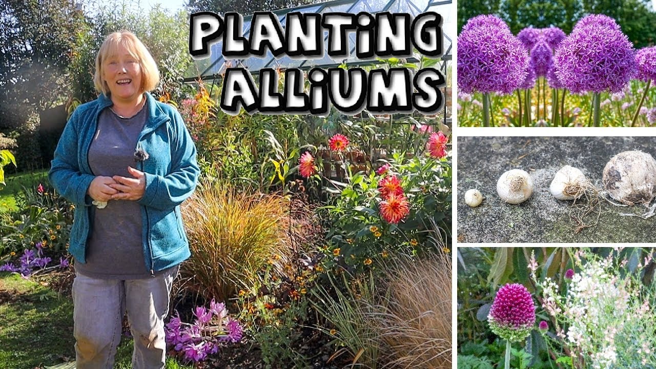 5 Allium Bulbs to Plant Now for Summer Colour & Planting Tips