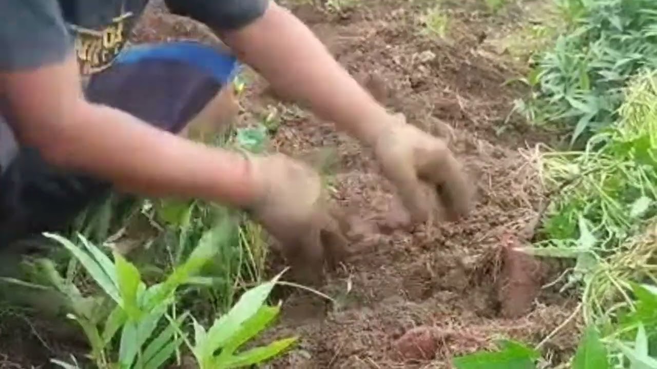 Bongkar Ubi jalar di usia 3 setengah bulan