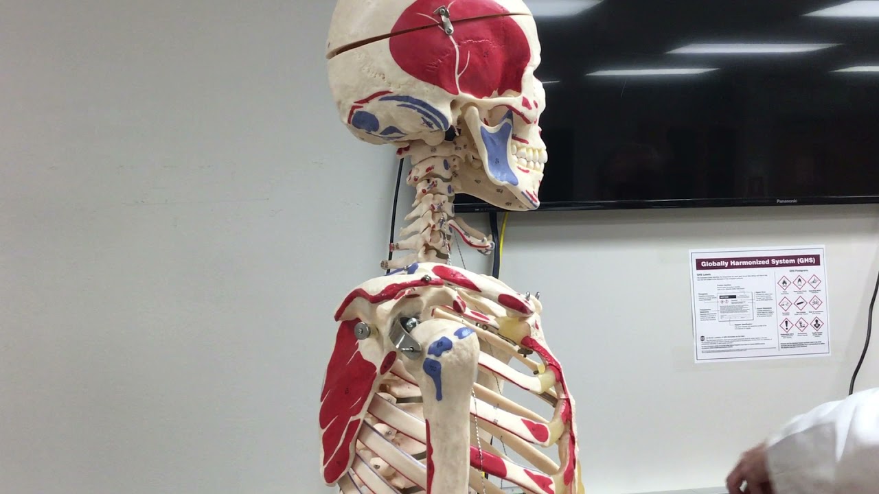 Deltoid Muscle - Origin, Insertion, & Action