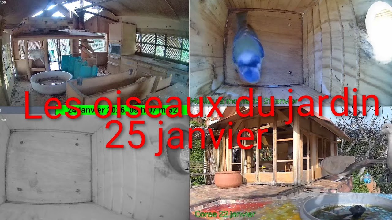 Les oiseaux du jardin 🐦🌳 25 janvier 2026 #Oiseaux #Jardin #Nature #birds #animals