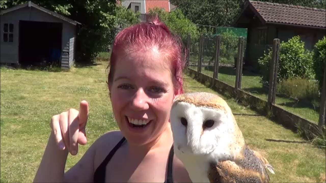 What do Scops Owls eat ?