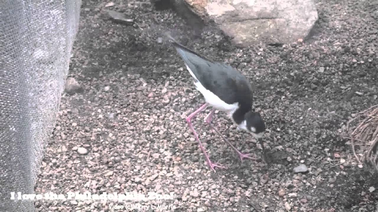 Philadelphia Zoo Black Necked Stilt Up and Down