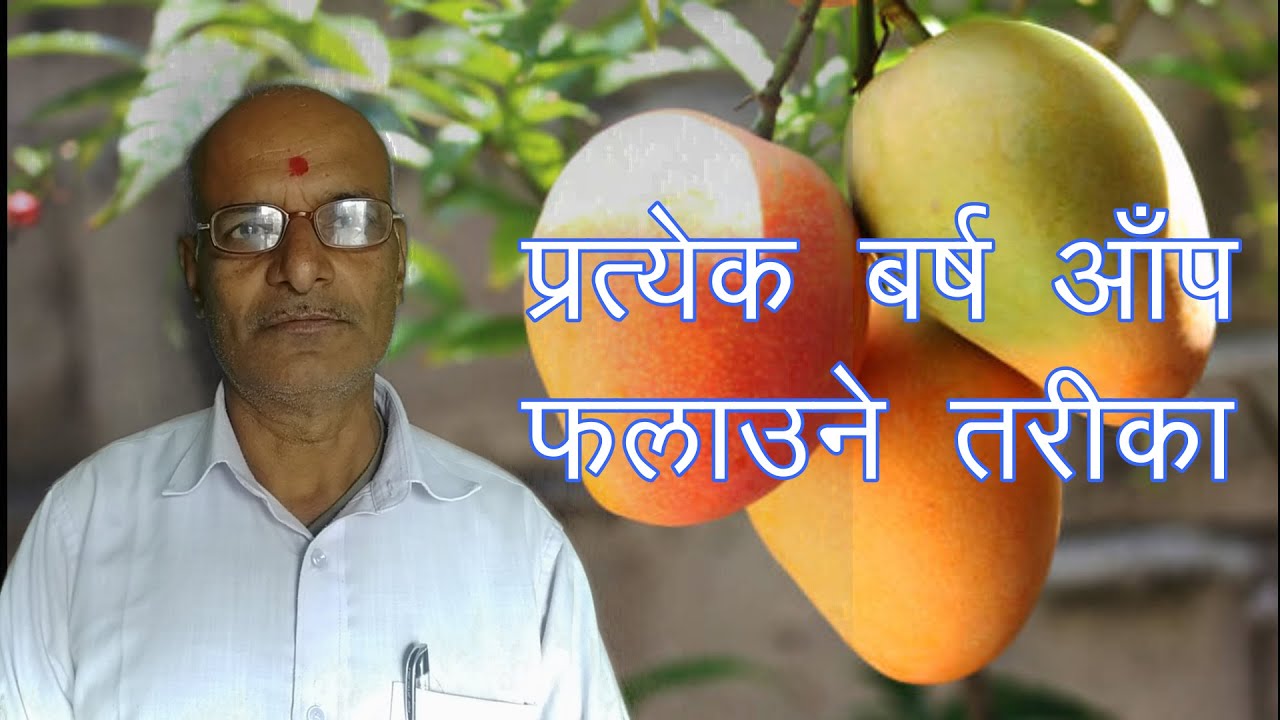 प्रत्येक बर्ष आँप फलाउने तरीका || pratyek barsh aap mango kasari falaune || HN Thakur