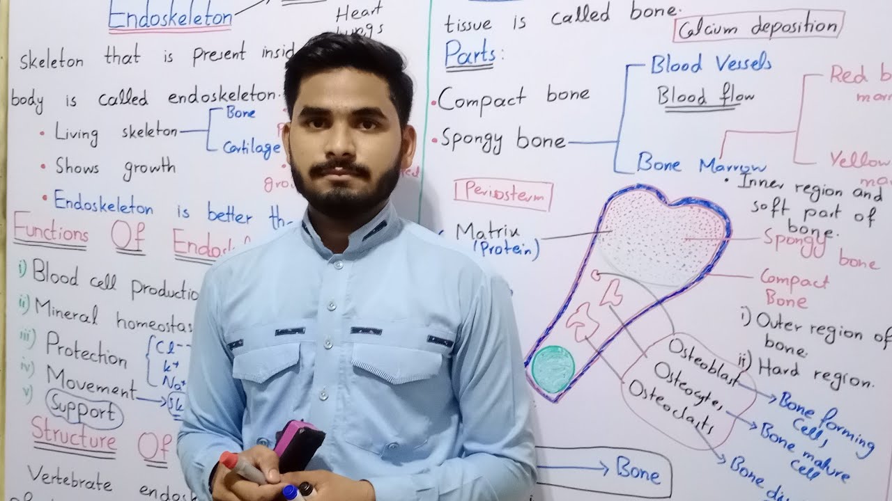 Endoskeleton 2nd Year Biology In Urdu Hindi By Mr Hadi | Ossification Of Bone, Chapter No 16 Lecture