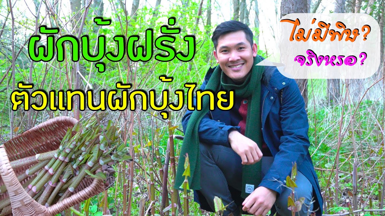 ผักป่าที่เอามาแทนผักบุ้งได้ - ผักบุ้งญี่ปุ่นหรือผักบุ้งฝรั่ง (แต่กินได้และไม่มีพิษจริงๆ หรอ?)