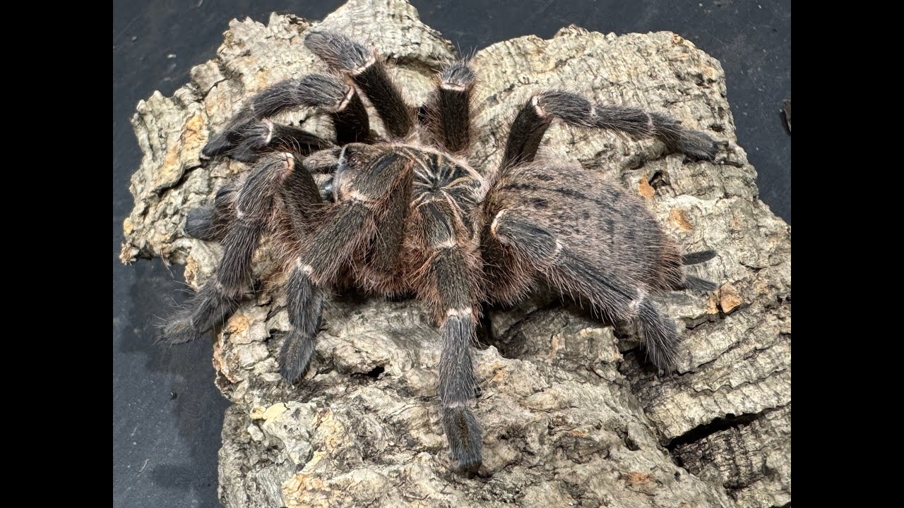 Pterinochilus murinus DCF  Kigoma  rehouse and care