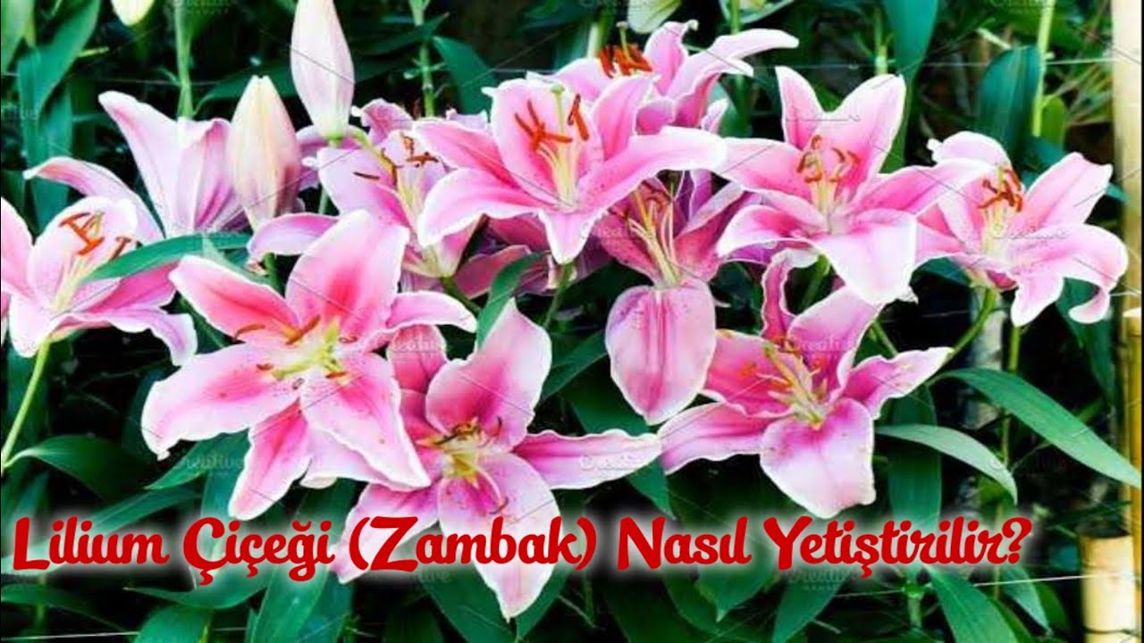 Lilium Çiçeği (Zambak) Nasıl Yetiştirilir?