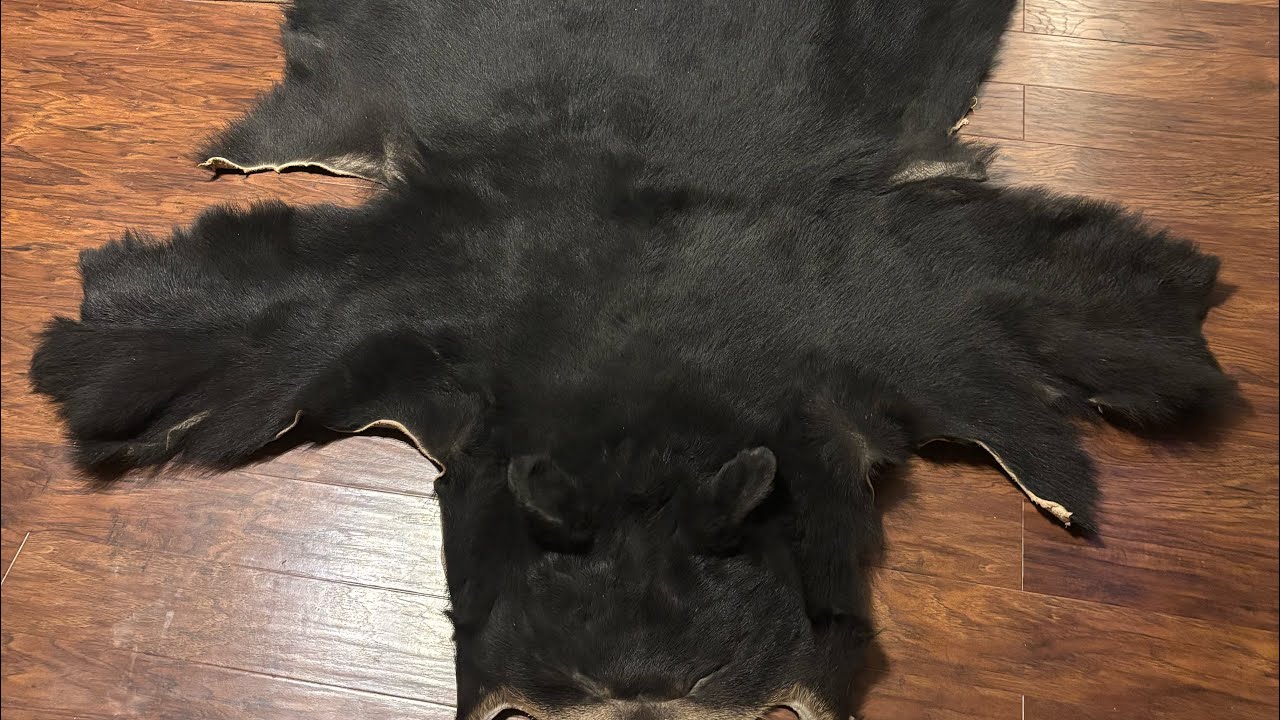 Tanning a BEAR hide- Part 1: fleshing/salting