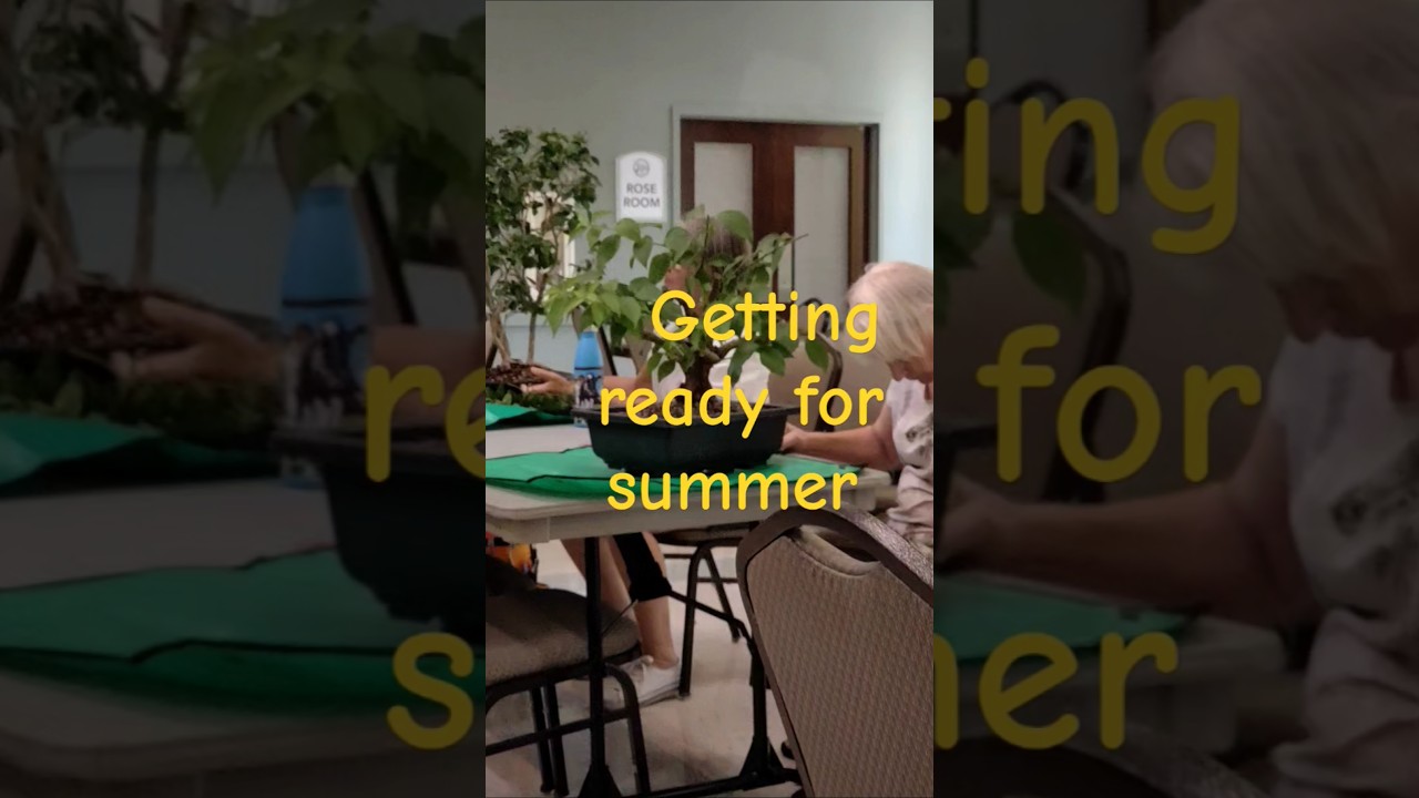 Bonsai June 2025 meeting #bonsai #bonsaitree #bonsaisamuri #bonsaiindonesia #plants #art