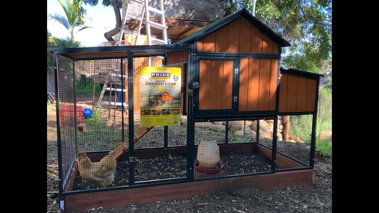 Producers Pride Sentinel Chicken 🐔 Coop (Modified) (#47)