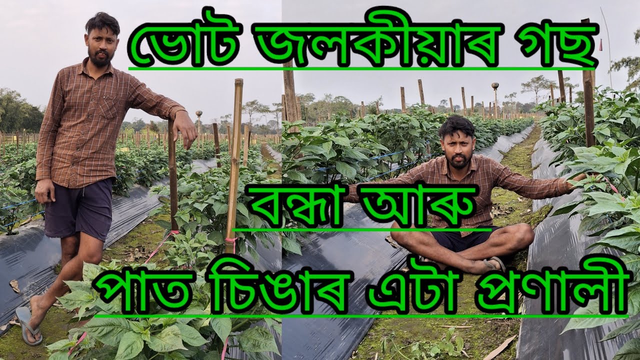 ভোট জলকীয়াৰ গছ বন্ধা আৰু পাত চিঙাৰ এটা প্ৰণালী🙏🙏🌶️🌶️🌶️🌶️🫑