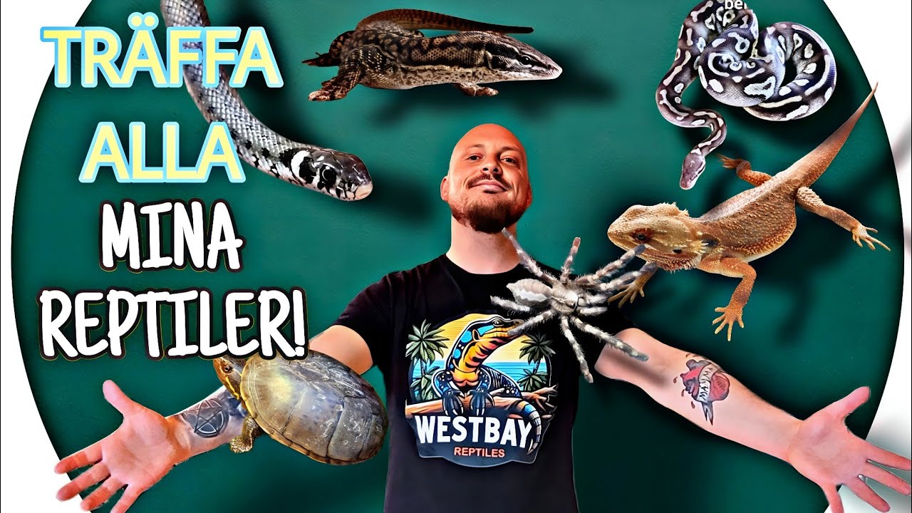 REPTILE ROOM TOUR på svenska! 🦎 | Westbay Reptiles Sverige