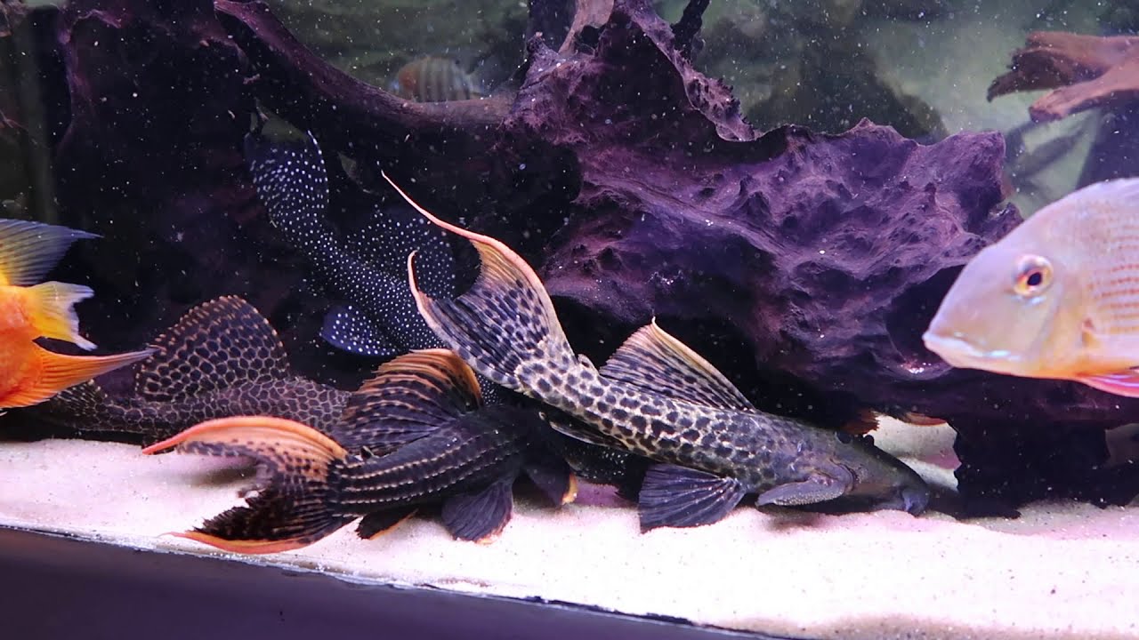Pleco l27b l27d l27c l600 l24 l25  l14 l273   l204   l155 l 102 l