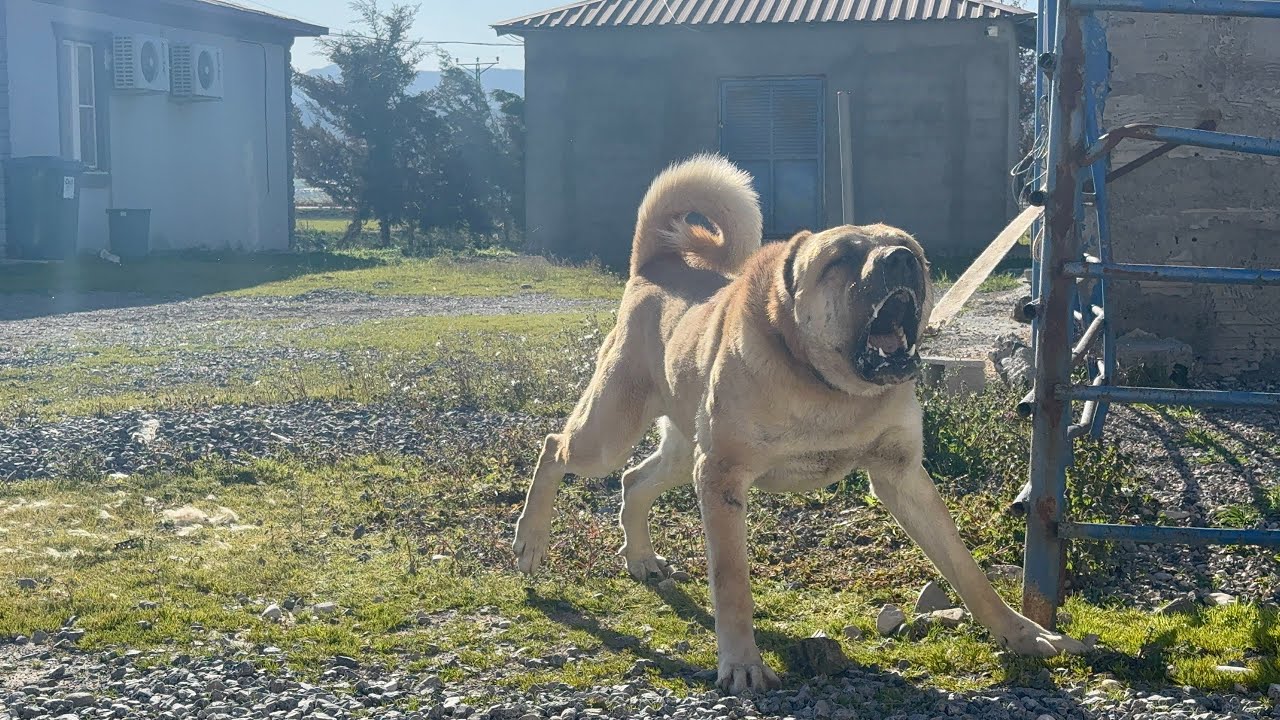 Ortalık Gene Karıştı.