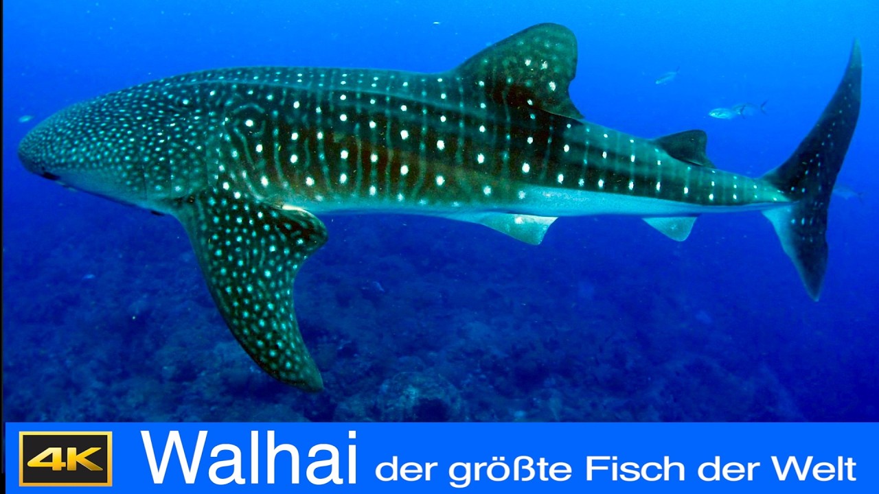 Walhai, der größte Fisch der Welt Version 2 (neu, Bilderverbesserung mit Topas AI)