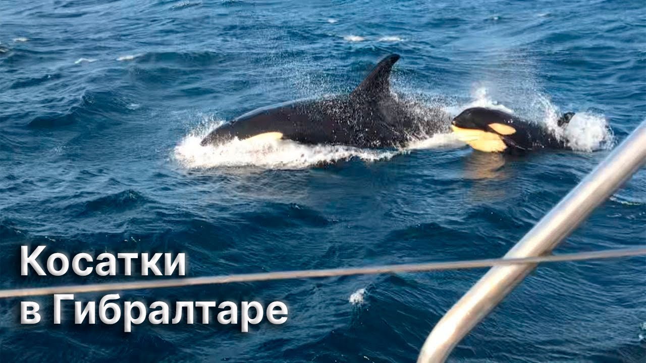 Атака косаток в Гибралтаре | Буксировка яхты в шторм