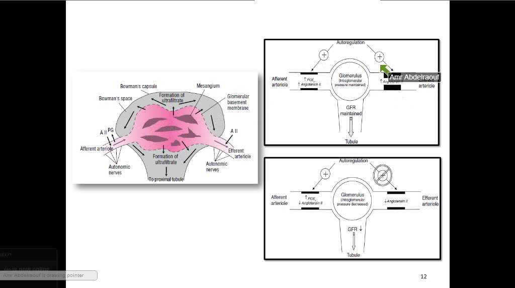 المحاضرة الأولى - د.عمرو عبدالرؤوف - nephrology
