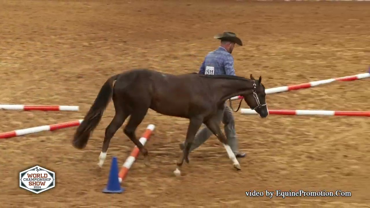 Compound Interest  - 2024 apha world championship show yearling in hand trail 720