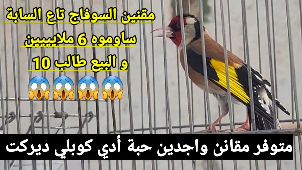 مقنين سوفاج شراه من السبابة ساوموه 6 ملاين و البيع 10 ملاين !؟ مقانن قوة موجودة في هذا الفيديو تابع