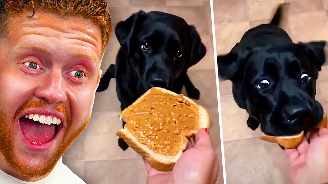 DOG VIDEOS THAT MAKE LIFE WORTH LIVING!