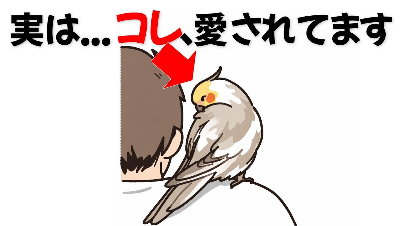 背中を向ける理由、知ってますか？オカメインコが大好きな飼い主にだけ見せる仕草4選【雑学】