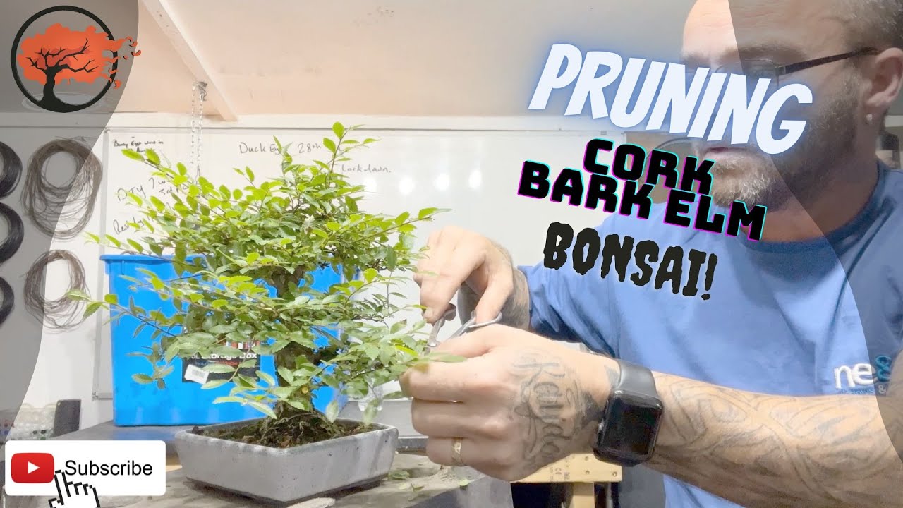 Pruning Cork Bark Elm Bonsai