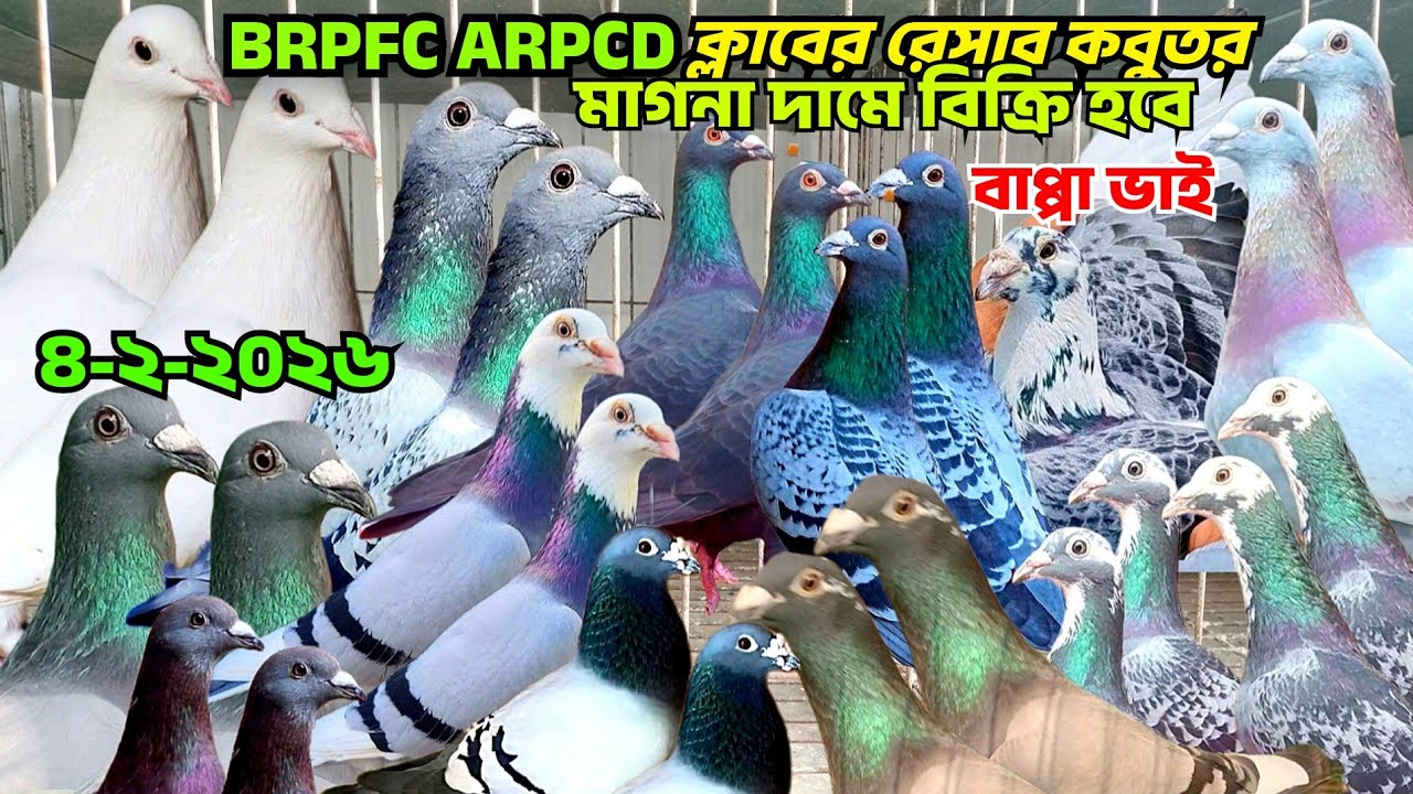 রেসার কবুতর বিক্রি হবে কম দামে,BRPFC,ARPCD ক্লাবের রেসার কবুতর কিনুন,Racing pigeon sell posts বাপ্পি