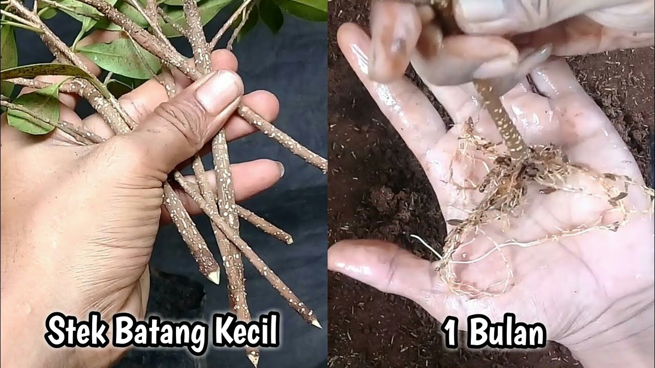 Gagal Stek kimeng Coba Cara ini!!! Stek Batang Bahan Bonsai Kimeng