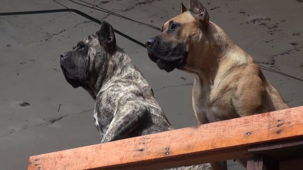 Dogo Canario