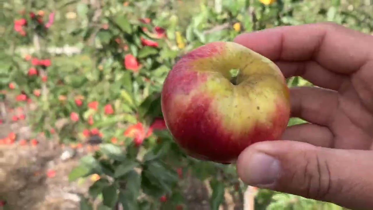 Galarina™ Apple Tasting