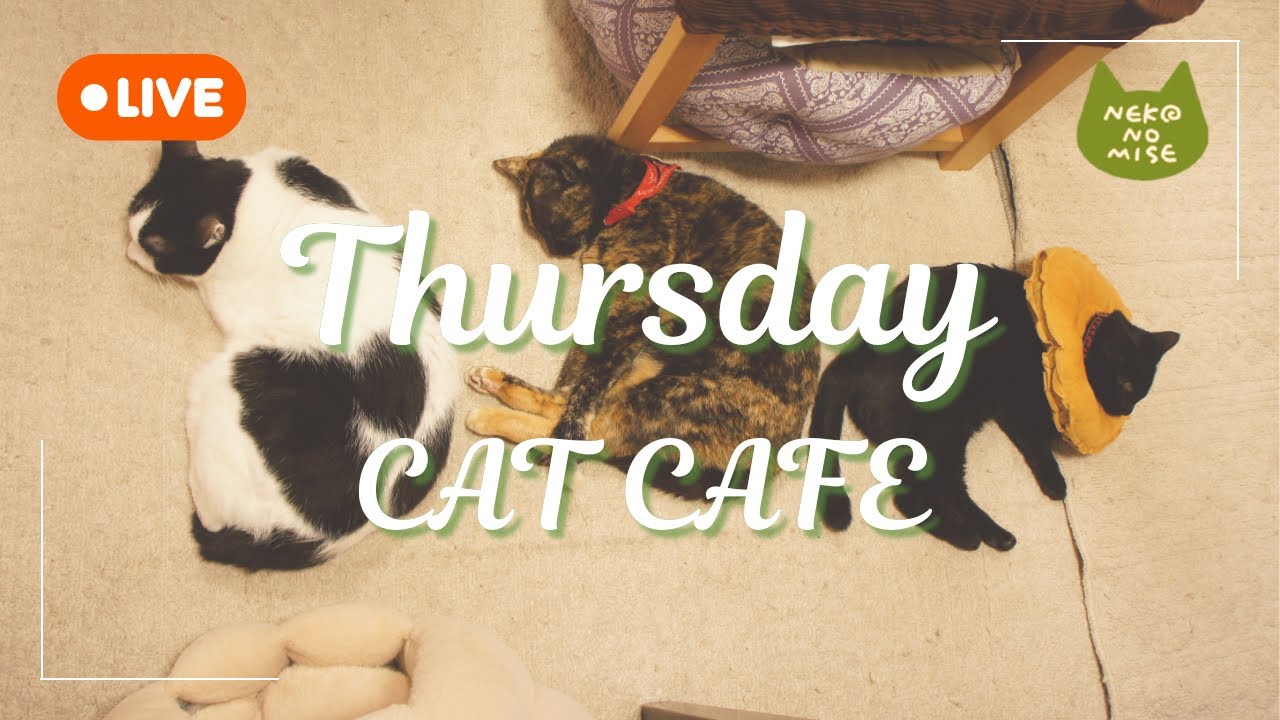 【ライブカメラ】猫カフェの閉店後をこっそり見守るライブ配信☕Relaxing Music & Cats｜2026.２.5