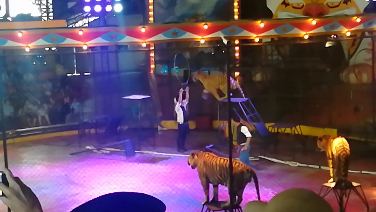 Tiger Show - Bangkok
