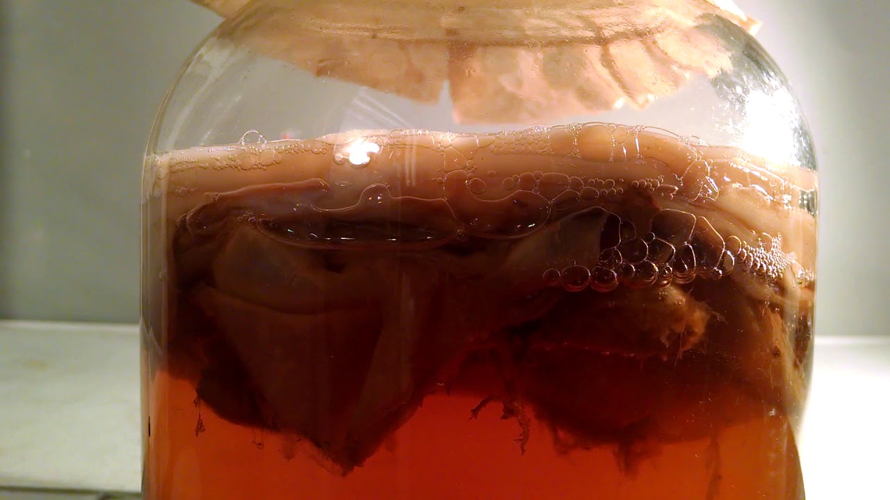 applied microbiology: brewing kombucha