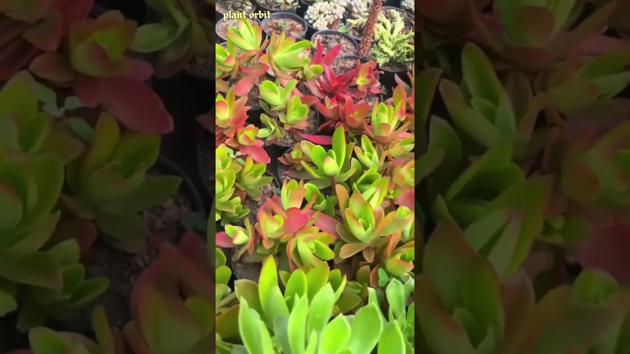 #succulentobsession #succulentgrower #houseplants #succulent #succulentobsessed #indoorgardening