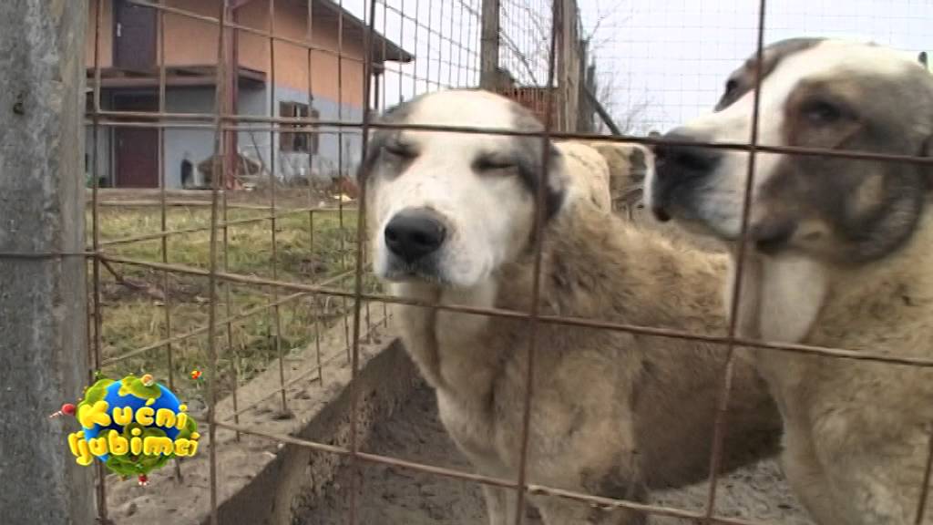 Emisija Kućni ljubimci  13 1339 19 02 2016   Pasmina psa šiba inu
