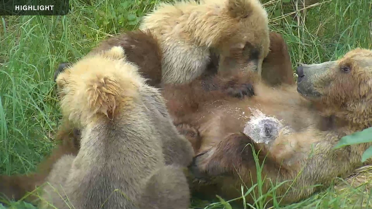 Riffles - Katmai National Park, Alaska 2021 Highlights