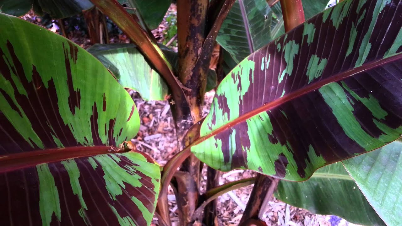 Blood banana - Musa Zebrina   Wild Banana tree - red banana tree HD 01