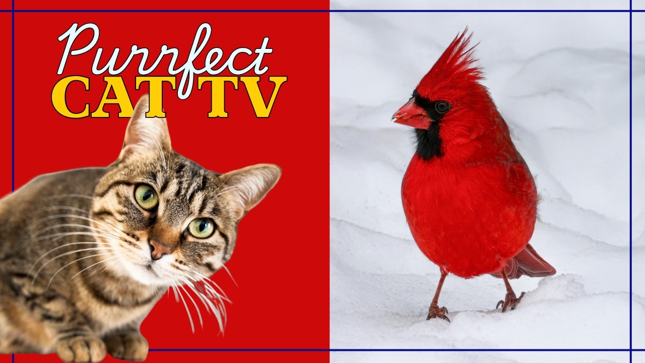 Purrfect Snowy Day Window for Your Cat and You - Cat TV for a Peaceful Day