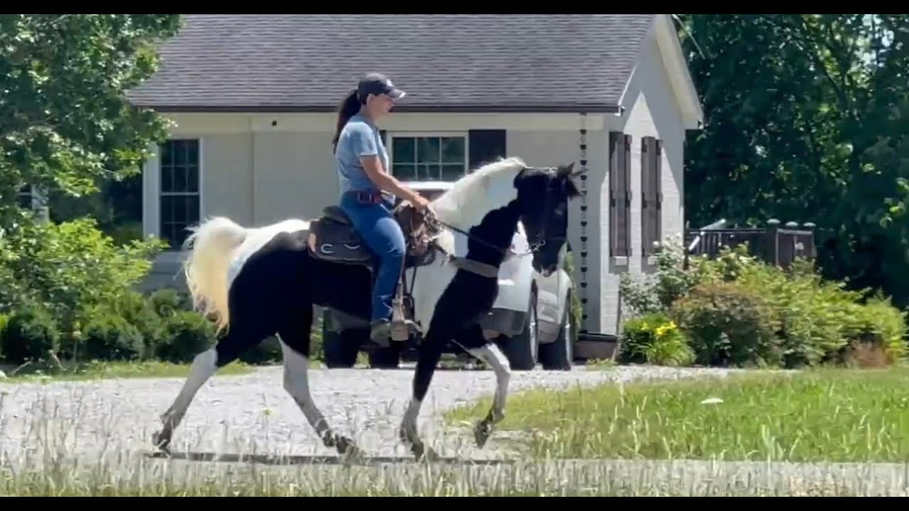 PEARL AMERICAN GAITED HORSE