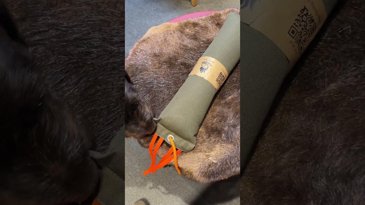 Hunting Dog Training Equipment from Firedog